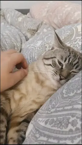 🐱Шутка. Любим всех 🐶🥰😼