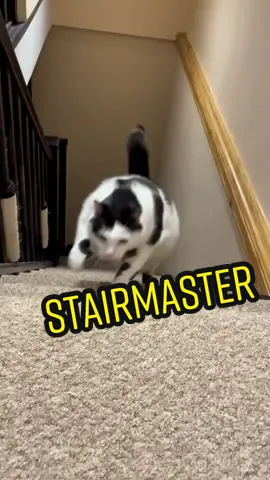 Mission Possible I say, Go Keith 💪 #keiththecatcow #chonky #fatcat #cowcat #active #catmeme #missionimpossible
