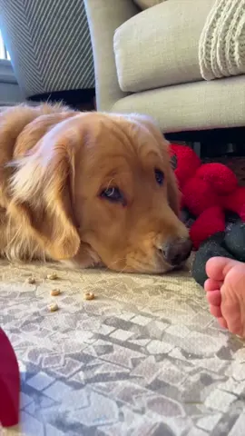 Must refrain from baby snacks!😬 #DogTraining #goodboi #sweet #marleynyc