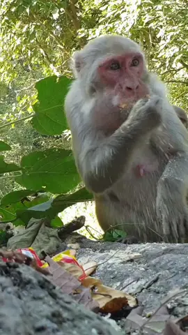 One monkey ate 8 packed biscuits at once. #giftofnature #gift_of_nature #monkey #animal