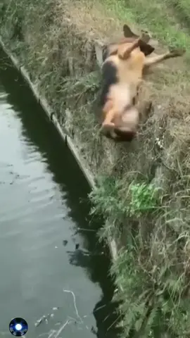 Wee #foryou #foryoupage #длявас #لك #parati #당신을위해 #tiktok #dog #fail #funny #animals #fyp #viral #fypage #haha