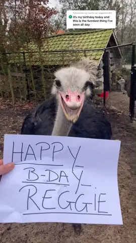 Antwoorden aan @reggieallen63 Happy Birthday Reggie!!!!! 🥳🥳🥳🥳 #ostrich #answer #comments #happybirthday #birthday #thisisforyou #enjoyyourday #fy