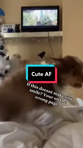 #fy #fyp #tiktok #please #like #follow #cute #puppy