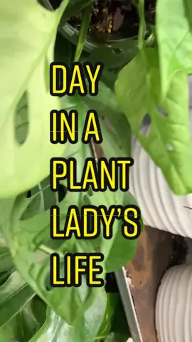 #dailyvlog #minvlog #plants #planttiktok #plantlover