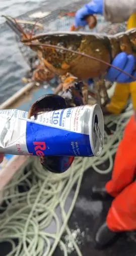 Crusher claw action! #maine  #lobster #lobsterfishing #redbull