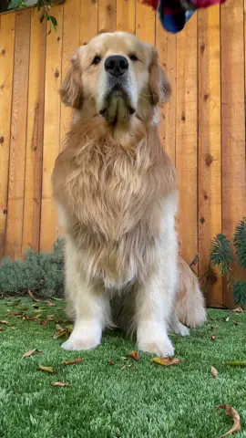 Name’s Chester. Don’t furget it. 😎 #OOTD #shoeflip #dogsoftiktok #goldenretriever