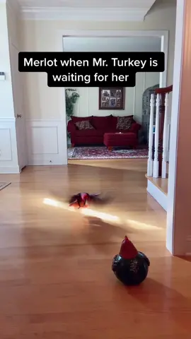I think she needs to work on her landing 😂 #eclectus #eclectusparrot #birdsoftiktok #pettiktok #parrotlove #mypet #funnybirds #bird #birdielove