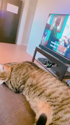 He’s prolly about to attack 😂 #cattap #cat #fyp #foryou