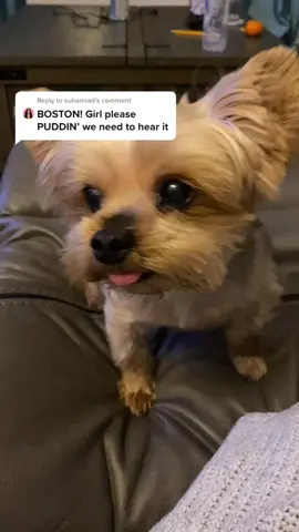 Reply to @suhannad  Puddin’ Michael it is ☺️☺️. #yorkie #dogsoftiktok #boston #pudding