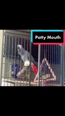 **Warning** Swearing Parrot #parrot #pottymouth #swearingparrot #africangrey #africangreyparrot