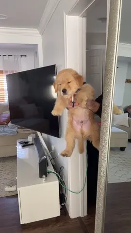 What’s dis watermelon stuff? 🍉🍉🍉#goldenretriever #puppytiktok #goldenretrieverpuppy #puppiesoftiktok #goldenretrieversoftiktok
