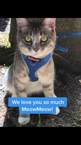 Beautiful Little Girl MeowMeow.