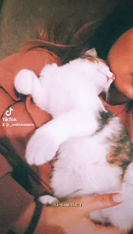#foryou  #fy #mycat #loveyousomuch