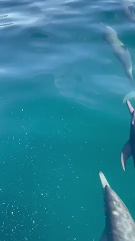 Nadando con delfines #delfines #dolphin #mundo #nature #amor #paz #world #flyp #mar #surf #playa #oaxaca