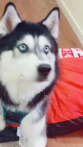 Make this go viral & give this boy some love #haikuthehusky#foryoupage#dog#animals#dog#husky
