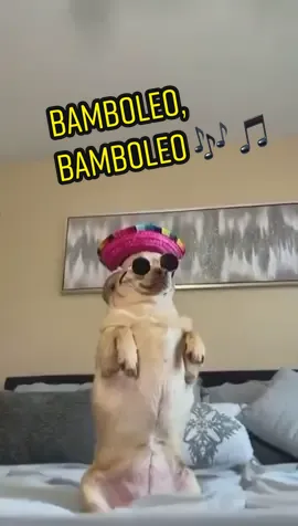 Bamboleo, bamboleo 🎶 🎵 😂 | 🎥: FB/ Scott Hubbard | Follow us for more 🐶 #fyp #dogsoftiktok #dogs #dog #bomboleo #chihuahua