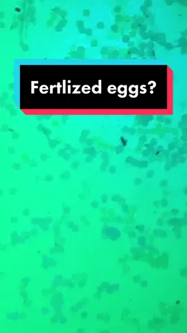 How can you tell a fertilized from unfertlized egg? After 24 hours you can can see the difference in color! #goldfish #fish #eggs