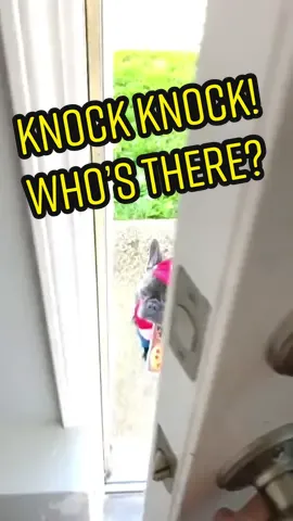 Knock knock! Which is your favorite? 🥸 Should I do more? #frenchie #pizza #halloween #bunny #puppy #frenchbulldog #knockknock #woah #fyp #foryoupage