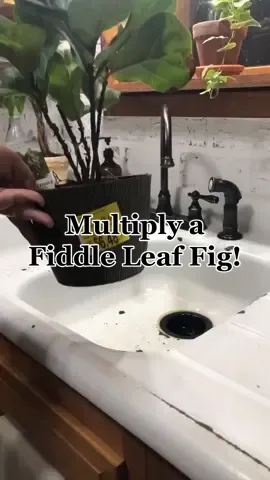 Multiply your Fiddle Leaf Fig! #fiddleleaffig #LearnOnTikTok #fiddleleaffigtree #fiddleleaffigcare #diyhacks