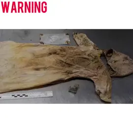 What happens after death pt. 2 #crimetok #creepyfacts #weirdscience #truecrimetiktoks #strangefacts #crimejunkie