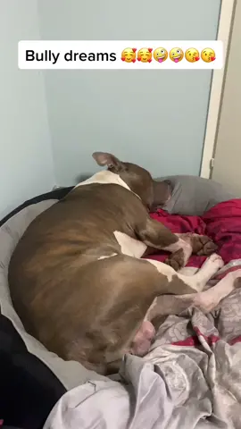 @xxlbalu #xxlbaluschini #fyp #fy #funny #americanBully #xxlbalu #dreaming#dog #tiktok#dogsoftiktok #tiktokdogs !!!!! Wie süß er ist 🥰🥰✌️✌️✌️