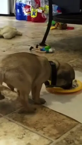 Wee😂😂#fyp #goviral #xyzbca #funny #dog #funnyvideos #fail #weememes #fy
