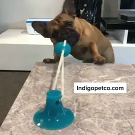 Keep your pup busy for hours! #supportsmallbusiness #levelup #frenchie #viral #fyp #indigopetco #indigopetco.com #suctioncupdogtoy