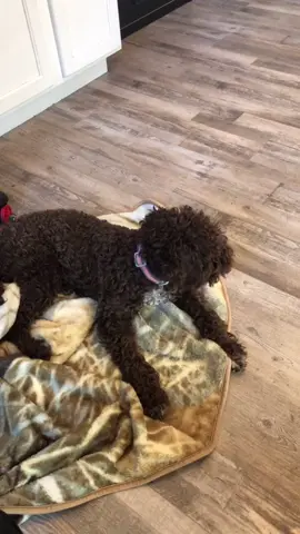 #lagottoromagnolo #lagotto #lagottosoftiktok #lagotti