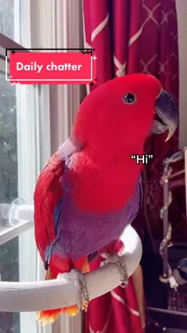Her laugh tho😳😳😂 #electusparrot #eclectus #birds #fyp #foryoupage #parrot #pettiktok #weirdpets #talkingbird #talkingparrot #parrotlove