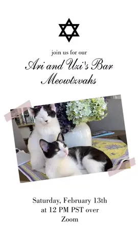 please tiktok. i promised them a packed house for their big party. #jew #jewish #jewtok #cats #kittens #barmitzvah