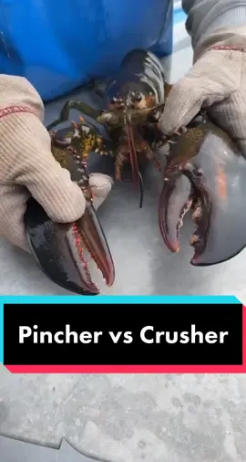Maine Lobster Knowledge. Crusher claw vs pincher claw! #maine #lobster #GEICOLipSync