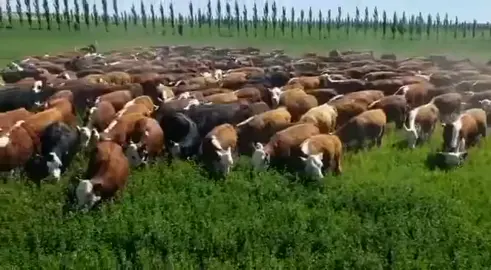 PASTOREO ROTATIVO BAJO RIEGO🐂🌱💦#campoganadero #tiktok #campo #cow #livestock #vet #ganaderia