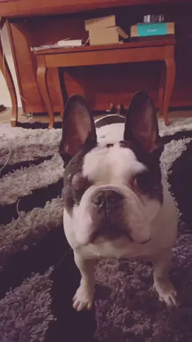 Those ears #GEICOLipSync #frenchie #frenchbulldog #dogsoftiktok