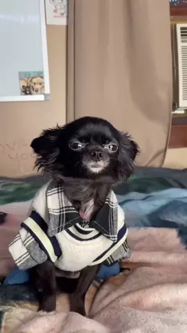 Reply to @1jolly1 Puddin and Pudgy Date?! 😂❤️ @pudgywoke #foryou #foryoupage #feature #featureme #pets #dogs #tiktok