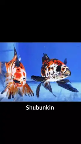 Shubunkin cus they pretty 😍 #shubunkin #shubunkingoldfish #goldfish #goldfishtiktok #shubunkin😍❤❤