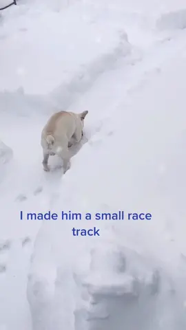#snow #dogsoftiktok #PetsOfTikTok