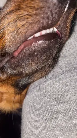 La amo