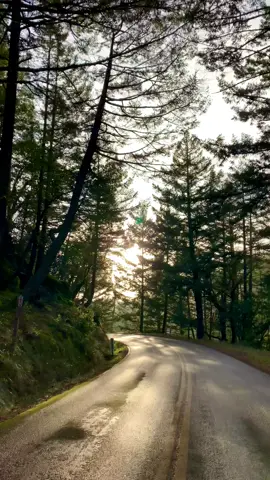 Just another therapeutic nature drive. #nature #adventure #beautiful #explore #forest #peace #scenicdrive ￼
