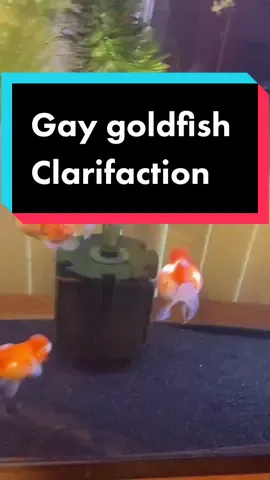 #stitch with @lukesgoldies  Just clarifying a few things regarding gay goldfish being confused... I’m talking about GOLDFISH. #fish #goldfish