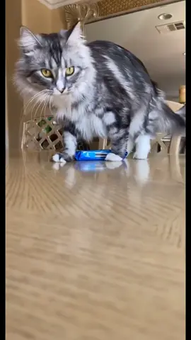 Kitties want it all 😹 #catsoftiktok #catvideos #catlover #fypシ #cat #fyp #viral