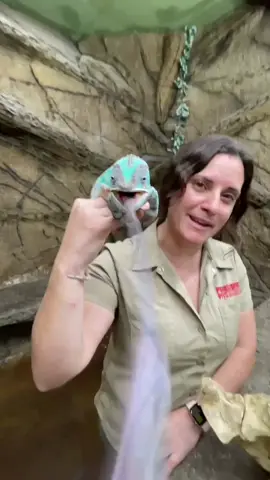 The panther chameleon’s tongue is 2x the length of its body 😱 #chameleon #lizard #LearnOnTikTok