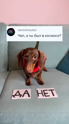 Ждём новые вопросы💕 YouTube: chapitosiki #чапитося