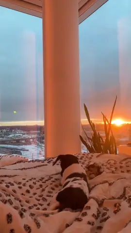 sunrise from my bed. these windows are everything. ✨ #sunrise #nyc #nycapartment #newyorkcity #fyp #foryou #mymorning