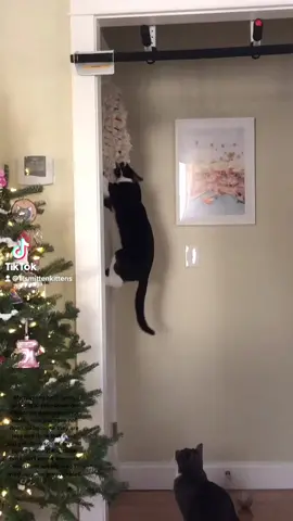 Eventually he did succeed in tearing it down.. 🤦🏽‍♀️ #fyp #cat #catsoftiktok