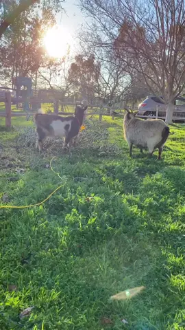 This sound is the only way that I can get them to come to me 🙄😂 #goatsoftiktok #goatsquad #goats #farmlife #fyp #goatsounds