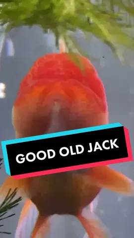 Today is Jack appreciation day! We all love Jack for how cute and sweet he is. #goldfish #fish #oranda #aquarium