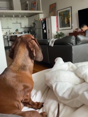 Uhhhh 😅😅📈📈 #dog #puppy #dachshund #fyp #livingrentfree #bestfriend