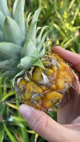 There’s something very special about pineapples harvested when actually ripe 😍💛🍍 #pinapple #fruit #tropicalfruit #miamifruit #exoticfruit #fruittok