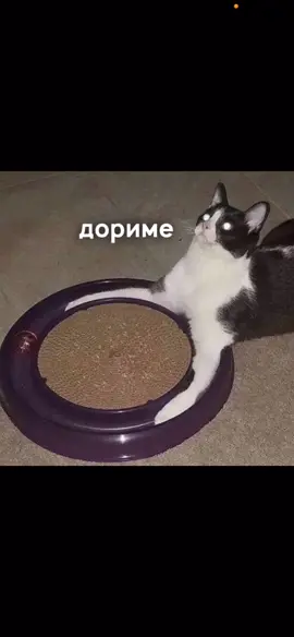 Типичный кот в 3 часа ночи 😺