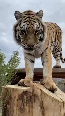 Meet Rejoice! She wanted to make an appearance today. #rejoice #tiger #PupPeroniShuffle #GetReadyWithOldSpice #fyp